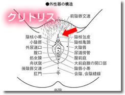 クリトリス(くりとりす)
